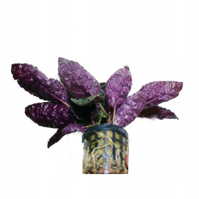 Хемиграфис Колората, горшок Хемиграфис Колората, горшок